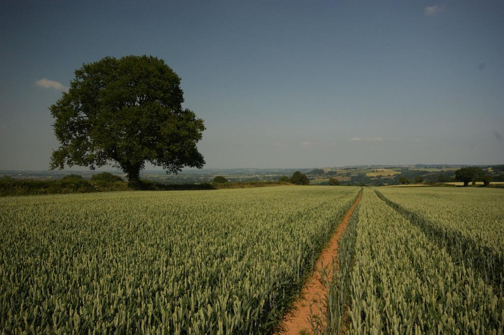 Bed and Breakfast Hills Farm Leominster Esterno foto