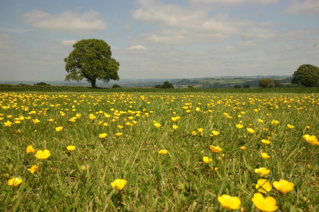 Bed and Breakfast Hills Farm Leominster Esterno foto